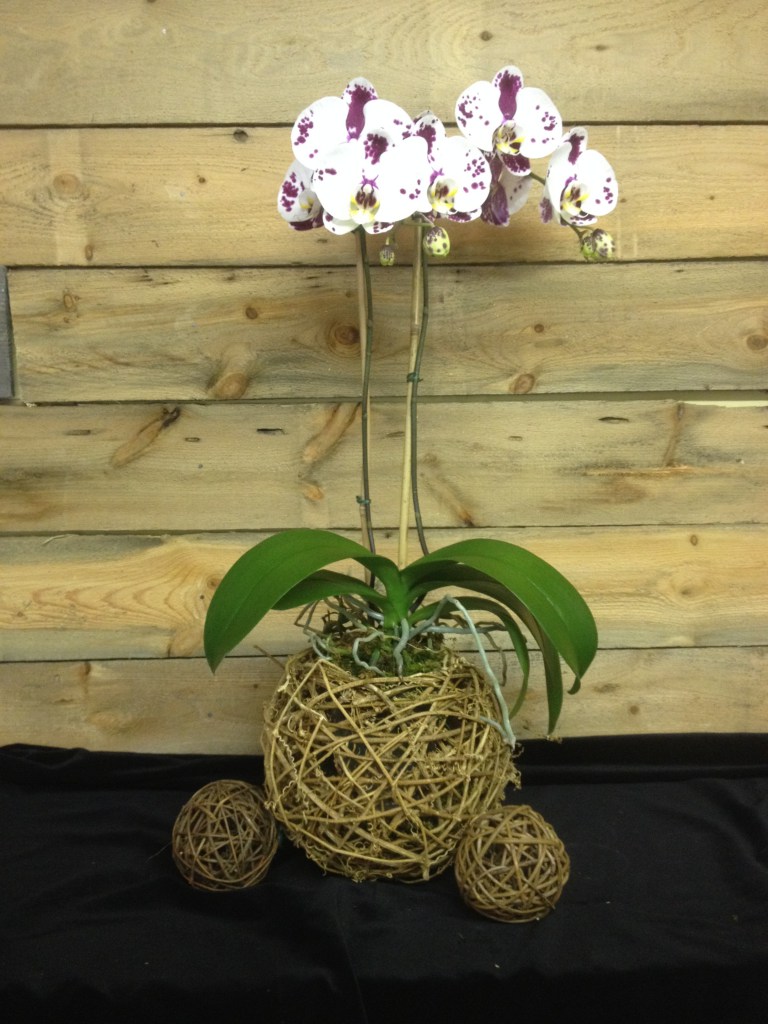 Orchidée Phaléanopsis