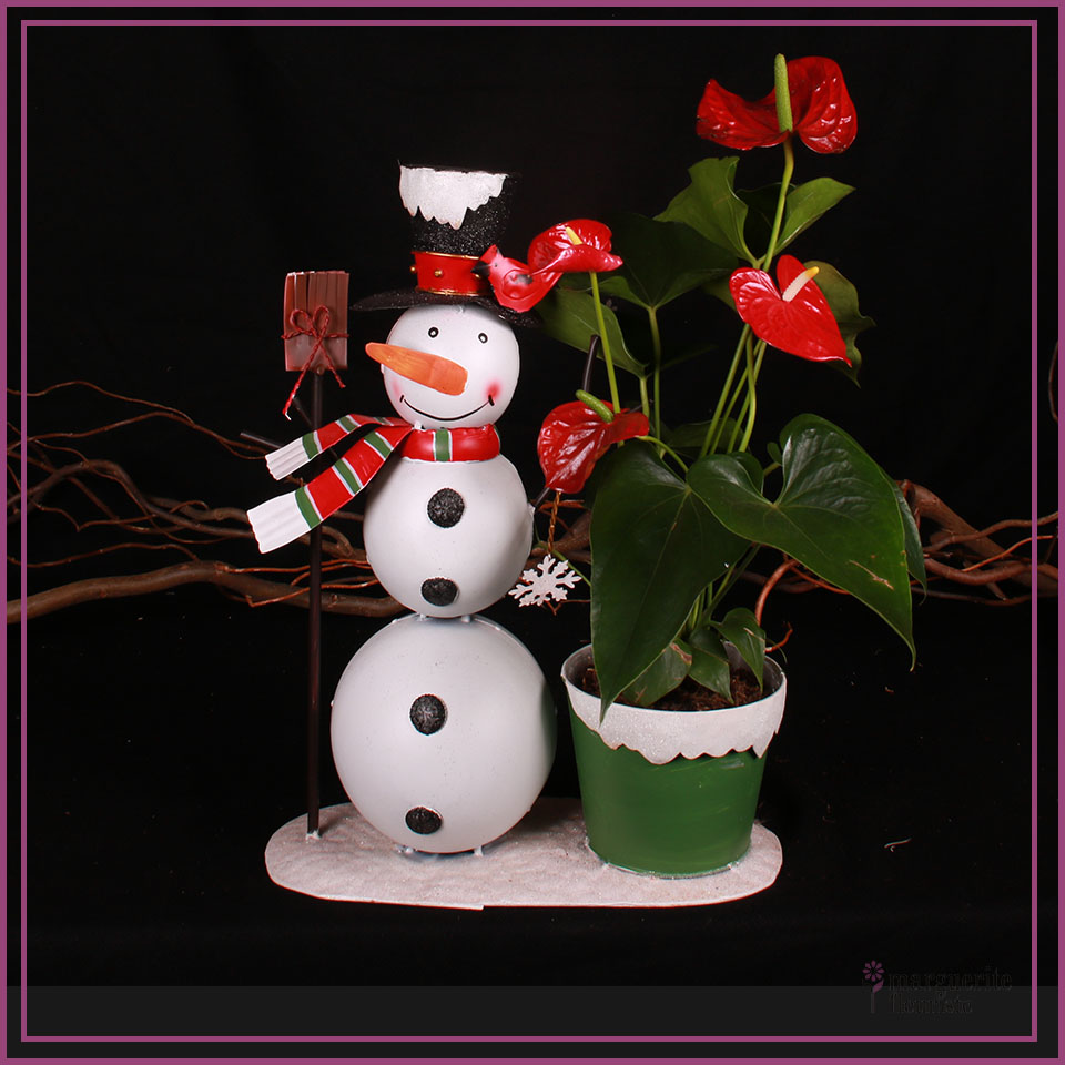 Anthurium avec bonhomme de neige
